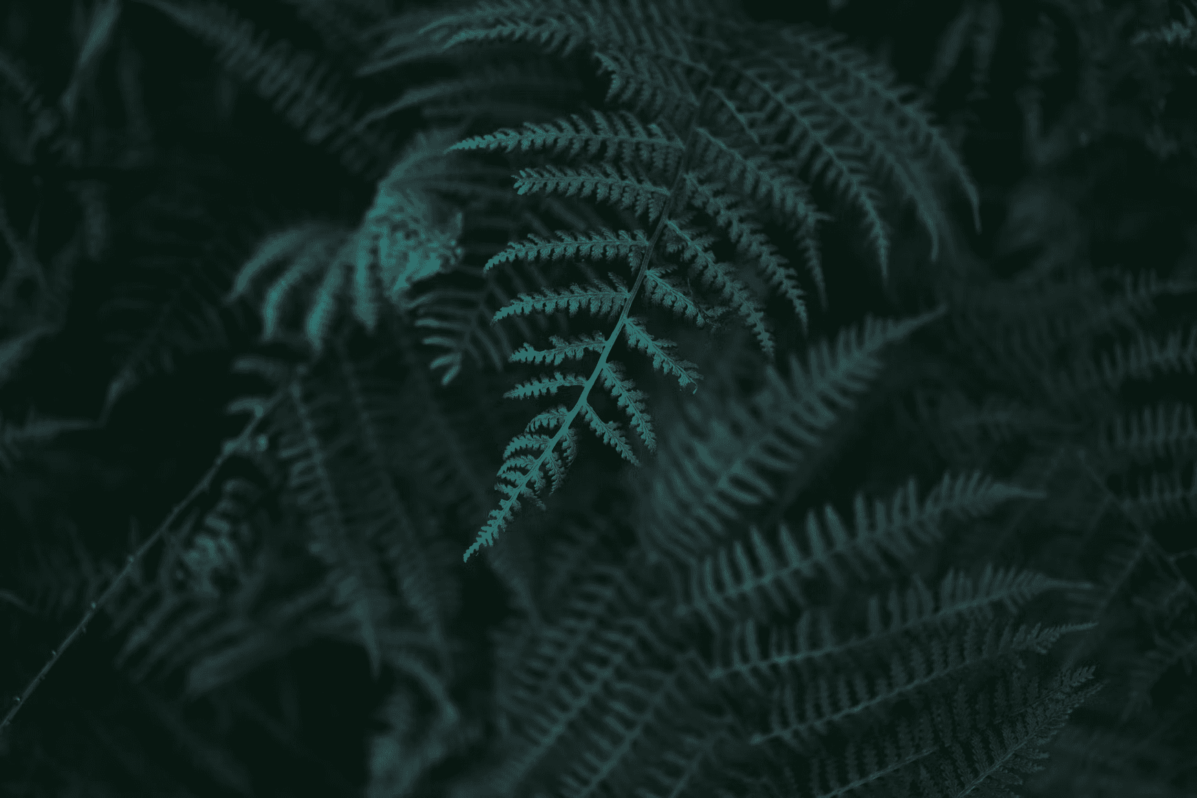 Sandeng Ram Sandeng Ram